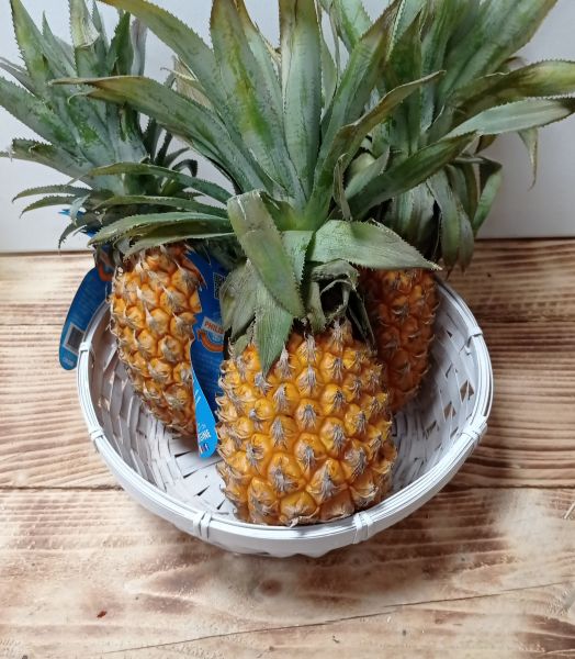 Ananas Victoria