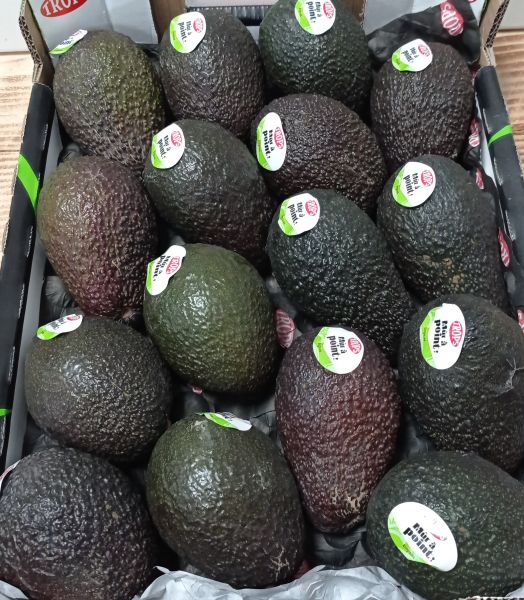 Avocat